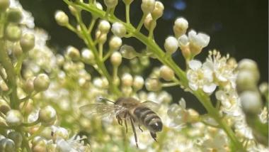 Biene an Blüten