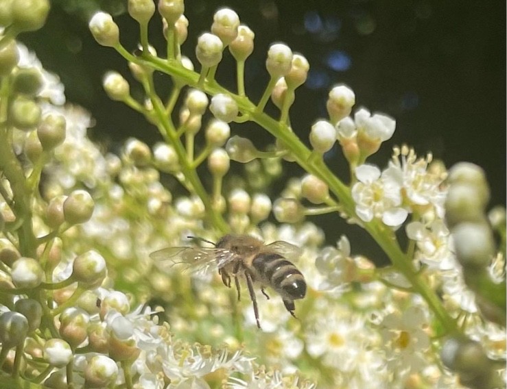 Biene an Blüten 